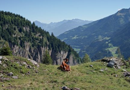 vache au-dessus de Barmaz