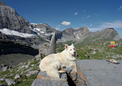 chien de cabane, Névé
