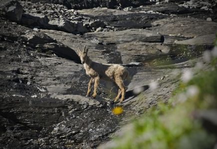 animaux tour des Dents Blanches