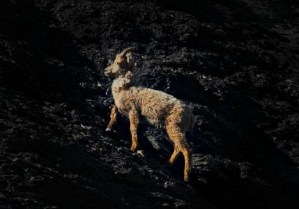 dans le pas de l'ours