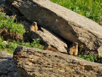 les marmottes devant le refuge
