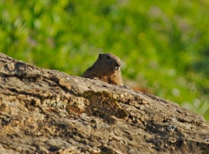 petite marmotte curieuse devant la terrasse