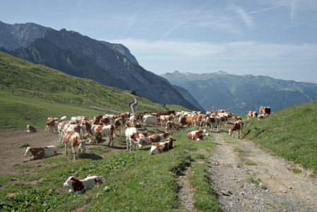 vaches col de la Golèse