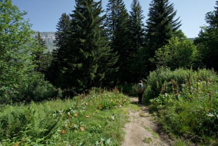 entrée dans la forêt