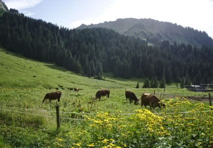 l'alpage - les animaux devant le refuge